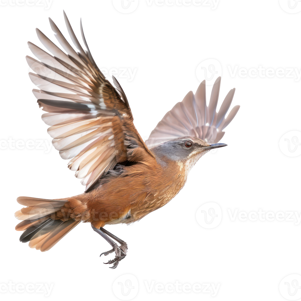 Rail bird fly full body isolate on transparency background png