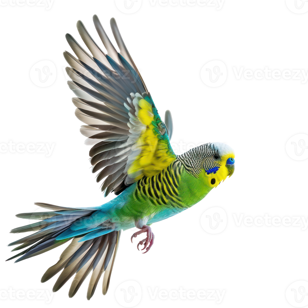 Budgerigar bird fly full body isolate on transparency background png