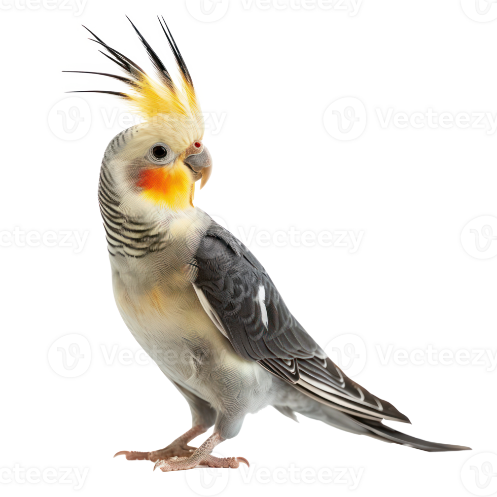 Cockatiel side view full body isolate on transparency background png