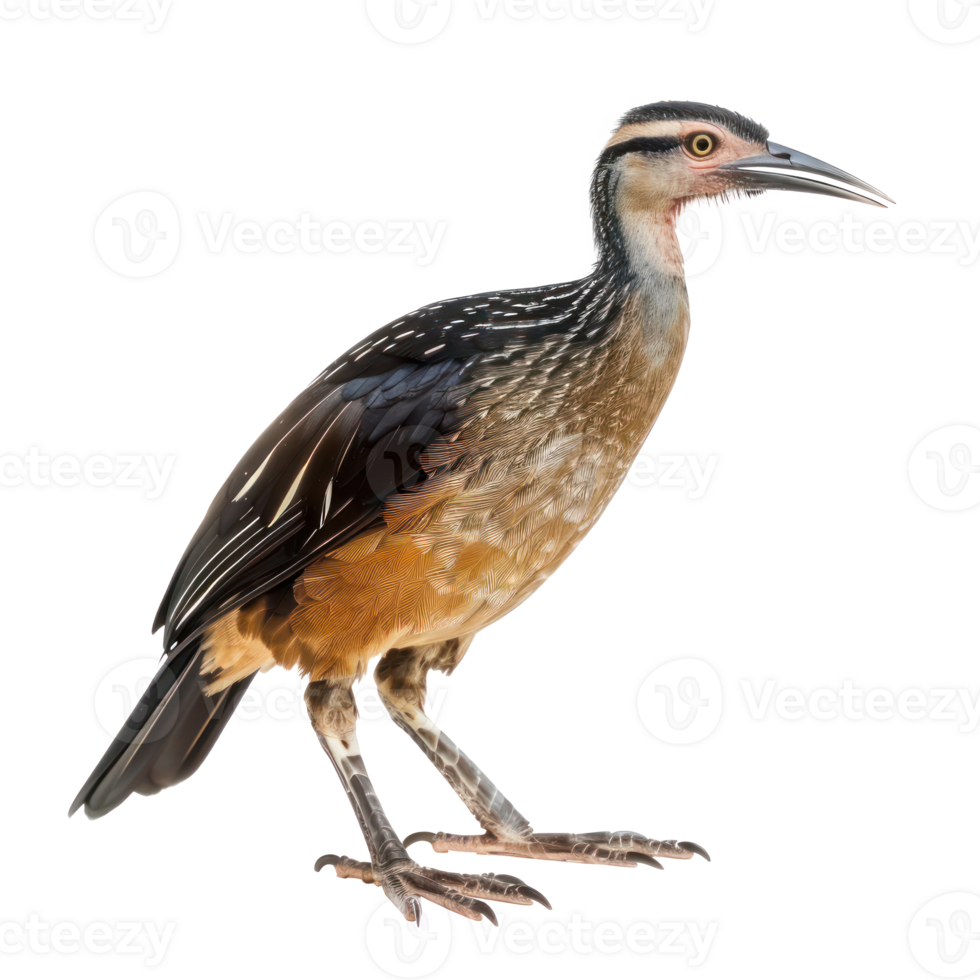 Rail bird front view full body isolate on transparency background png