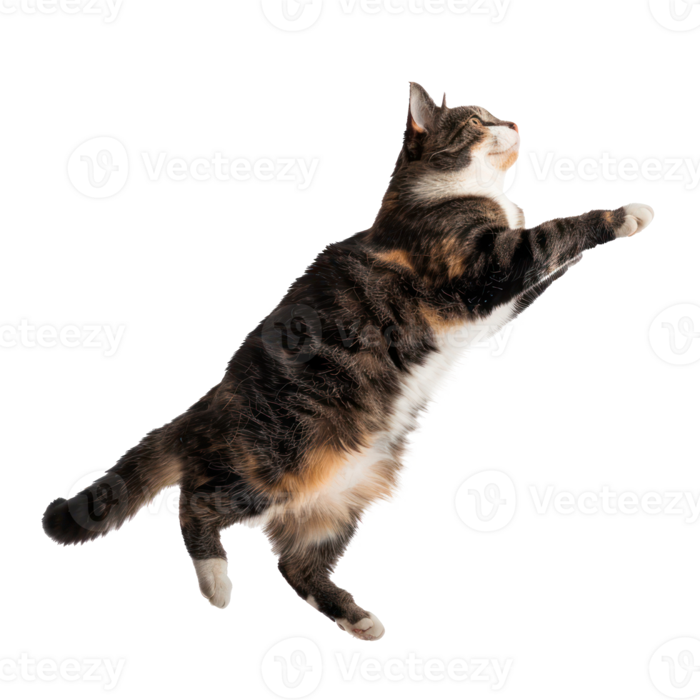 floating full body cat isolate on transparency background png