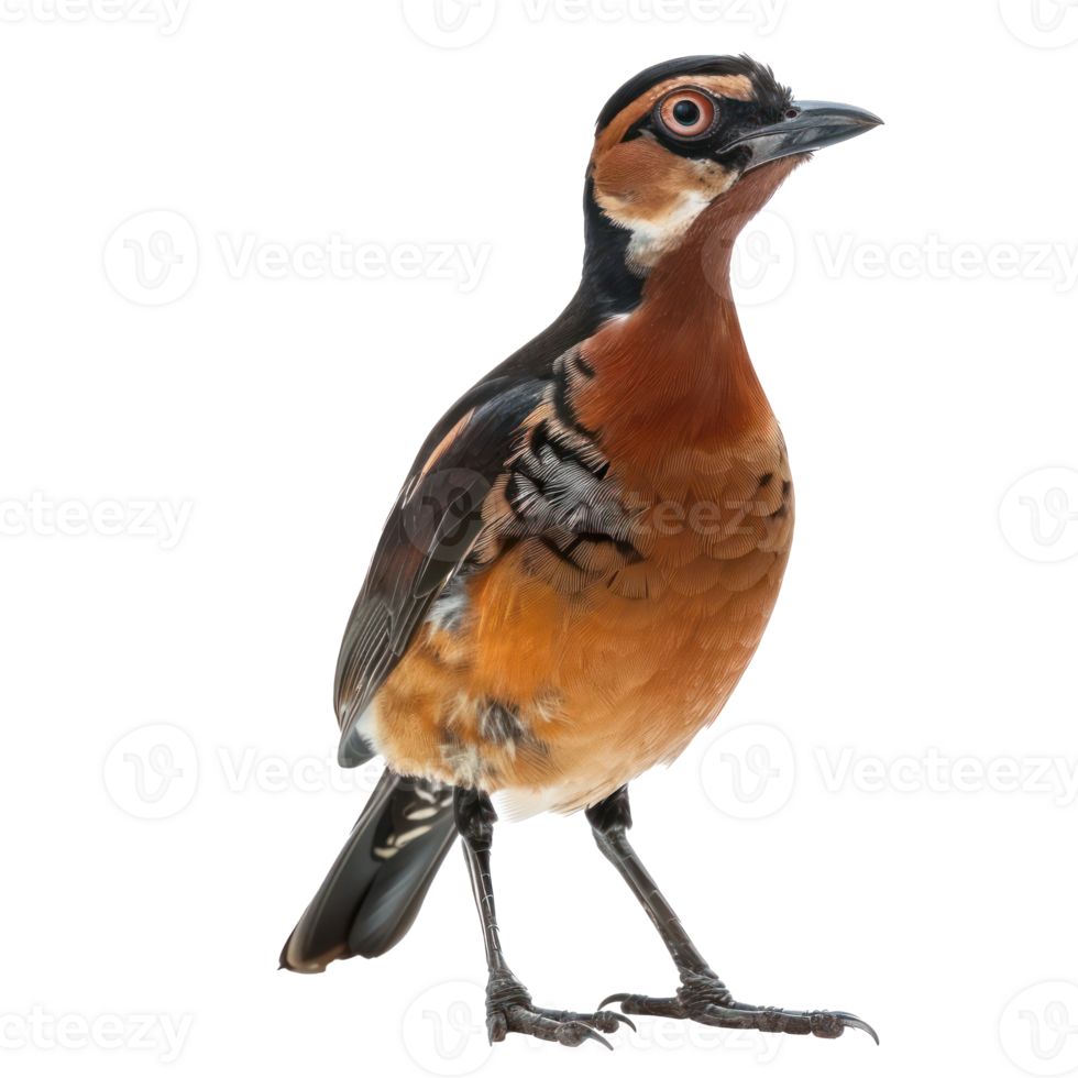 Rallidae bird front view full body isolate on transparency background png