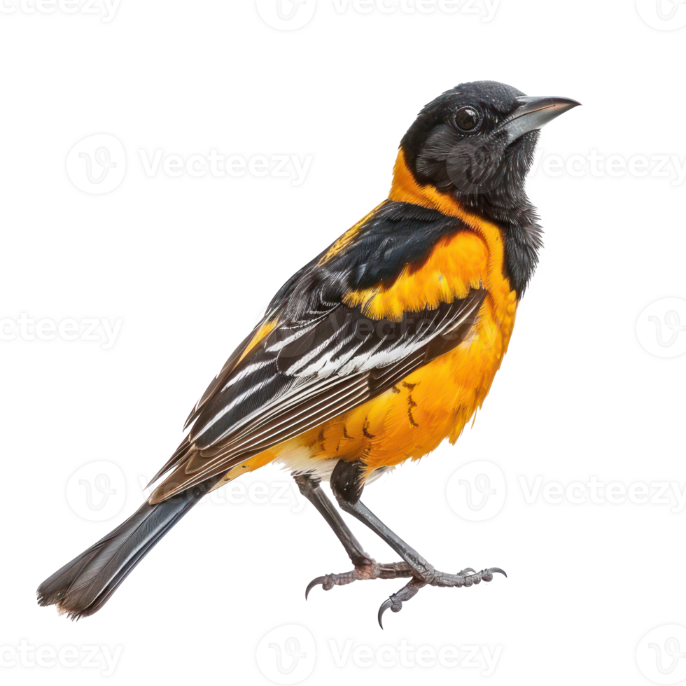 Oriole bird side view full body isolate on transparency background png