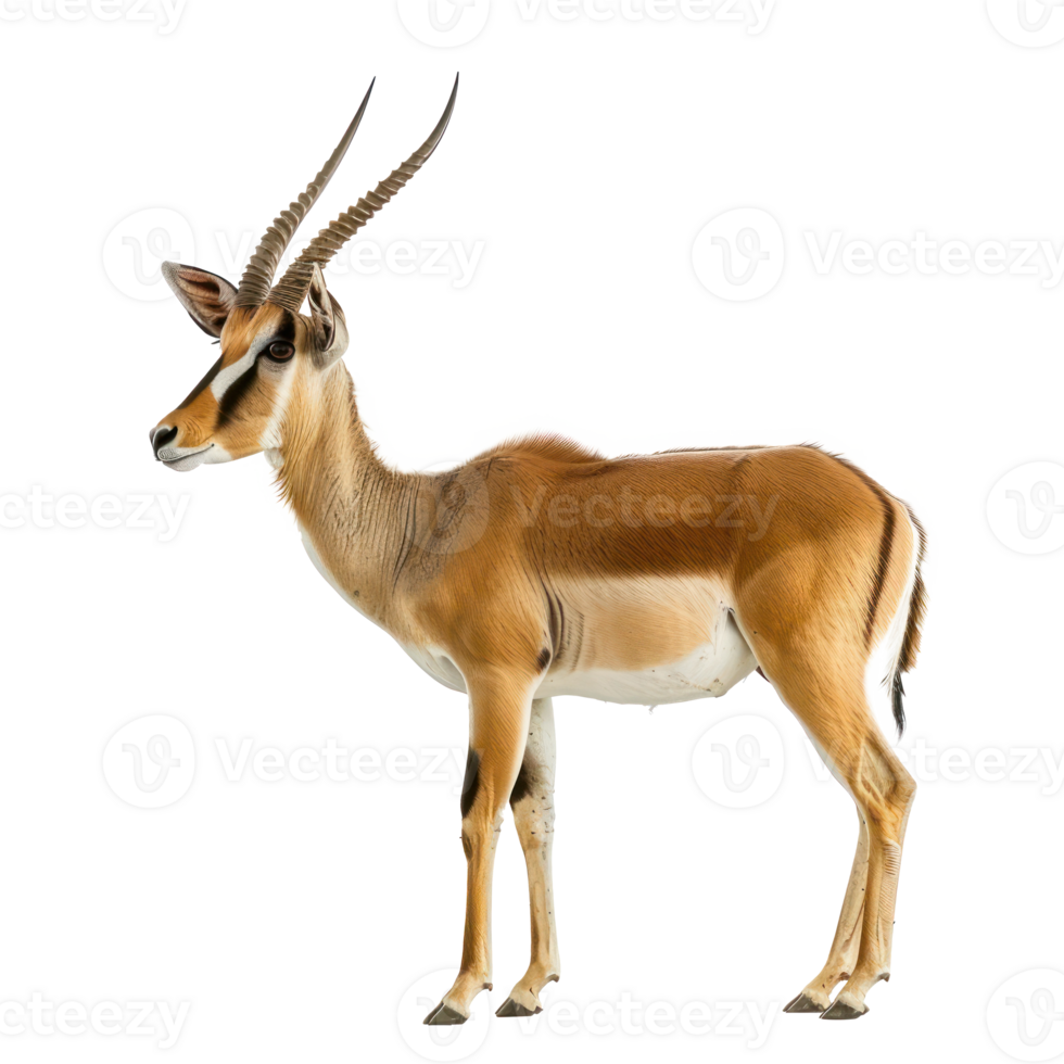 Antelope full body isolate on transparency background png