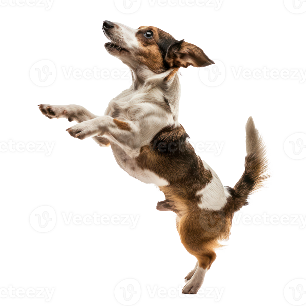 floated dog jumping gesture try to bite something in the air isolate on transparency background png