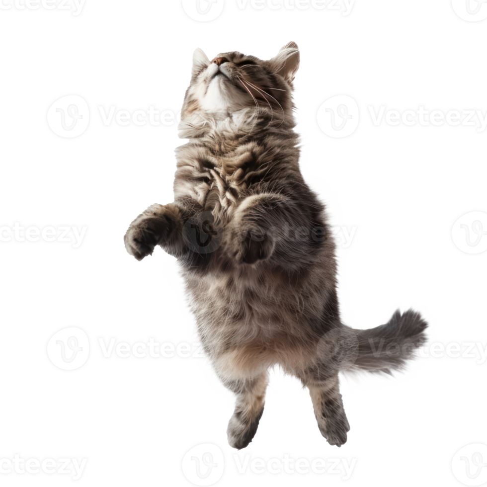 floating full body cat isolate on transparency background png