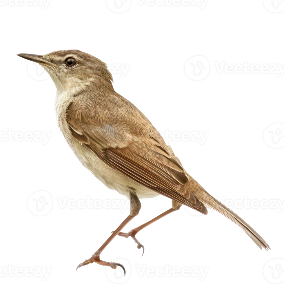 Bush warbler bird side view full body isolate on transparency background png