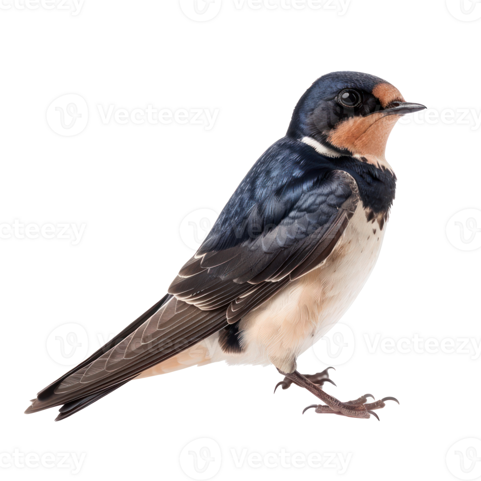 Swallow bird front view full body isolate on transparency background png