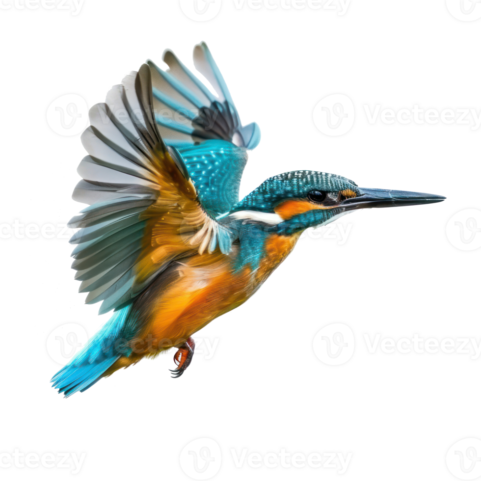 Kingfisher fly full body isolate on transparency background png