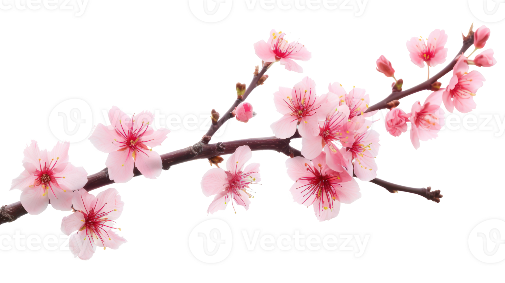 Sakura branch flower isolate on transparency background png