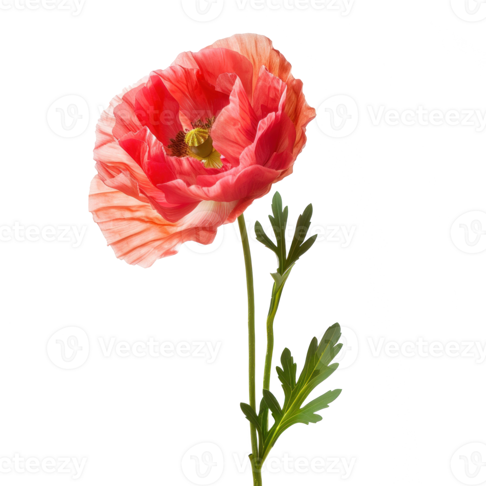 Poppy flower isolate on transparency background png