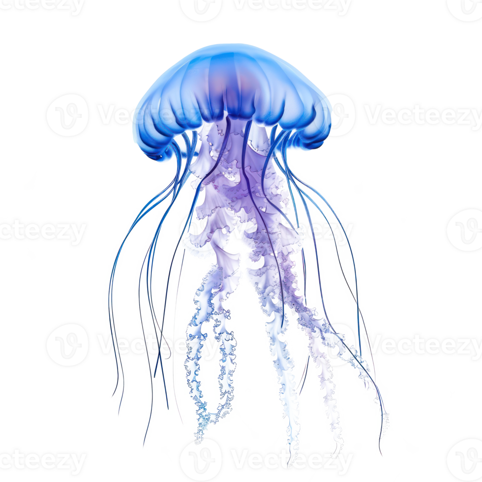 Jellyfish front view full body isolate on transparency background png
