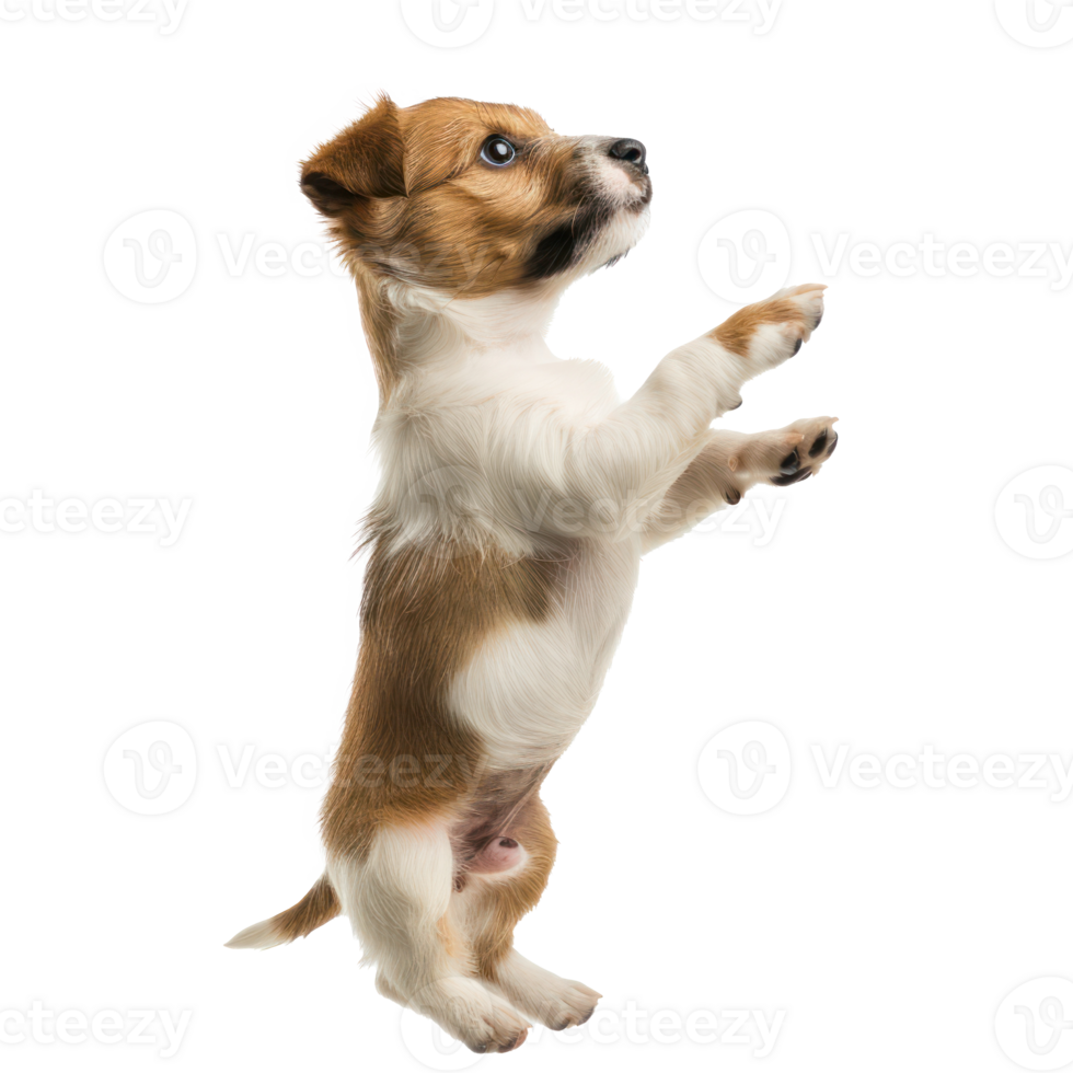 floated puppy jumping gesture try to catch something in the air, isolate on transparency background png