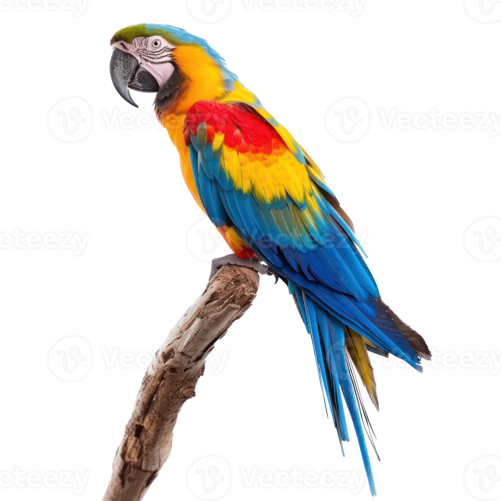 Parrot side view full body isolate on transparency background png