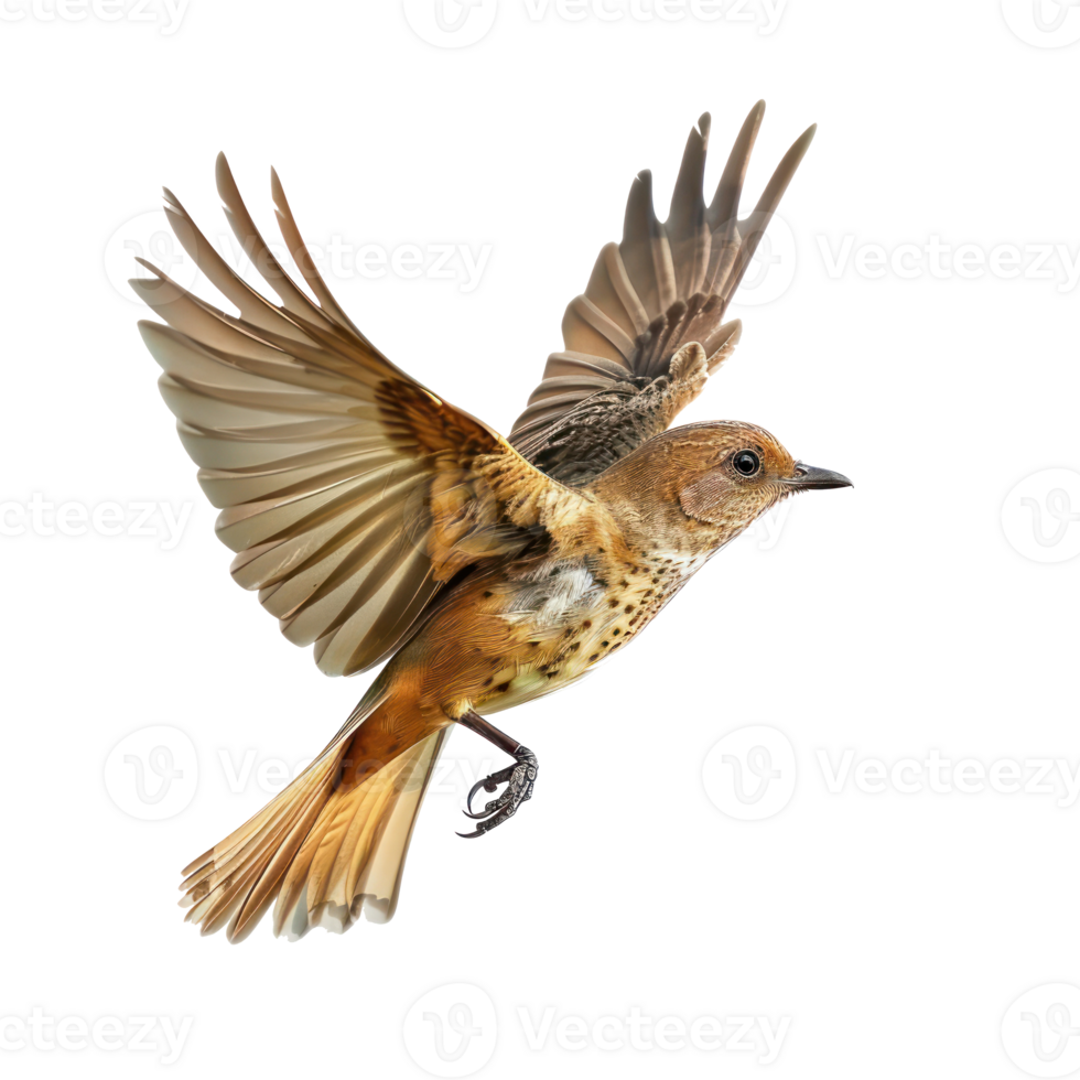 Rallidae bird fly full body isolate on transparency background png