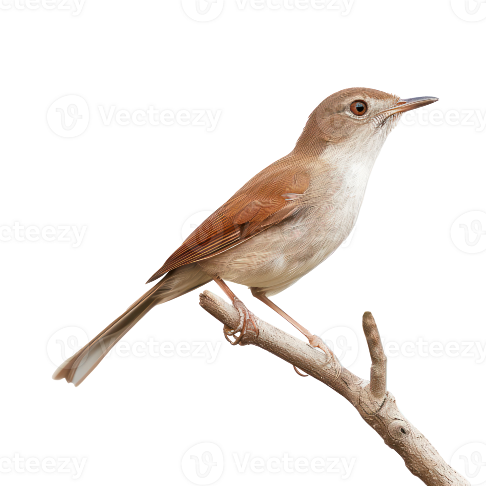 Nightingale bird fly full body isolate on transparency background png