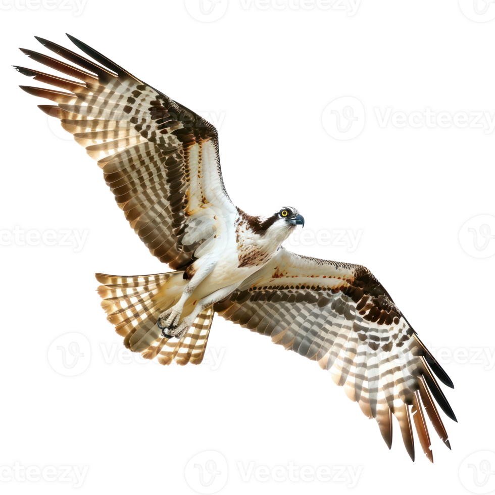 Ospreys bird fly full body isolate on transparency background png