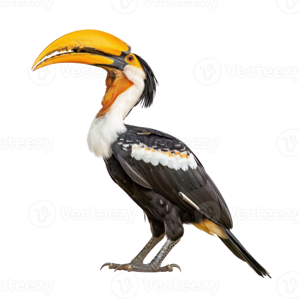 Hornbill side view full body isolate on transparency background png