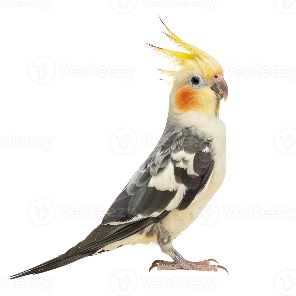 Cockatiel side view full body isolate on transparency background png