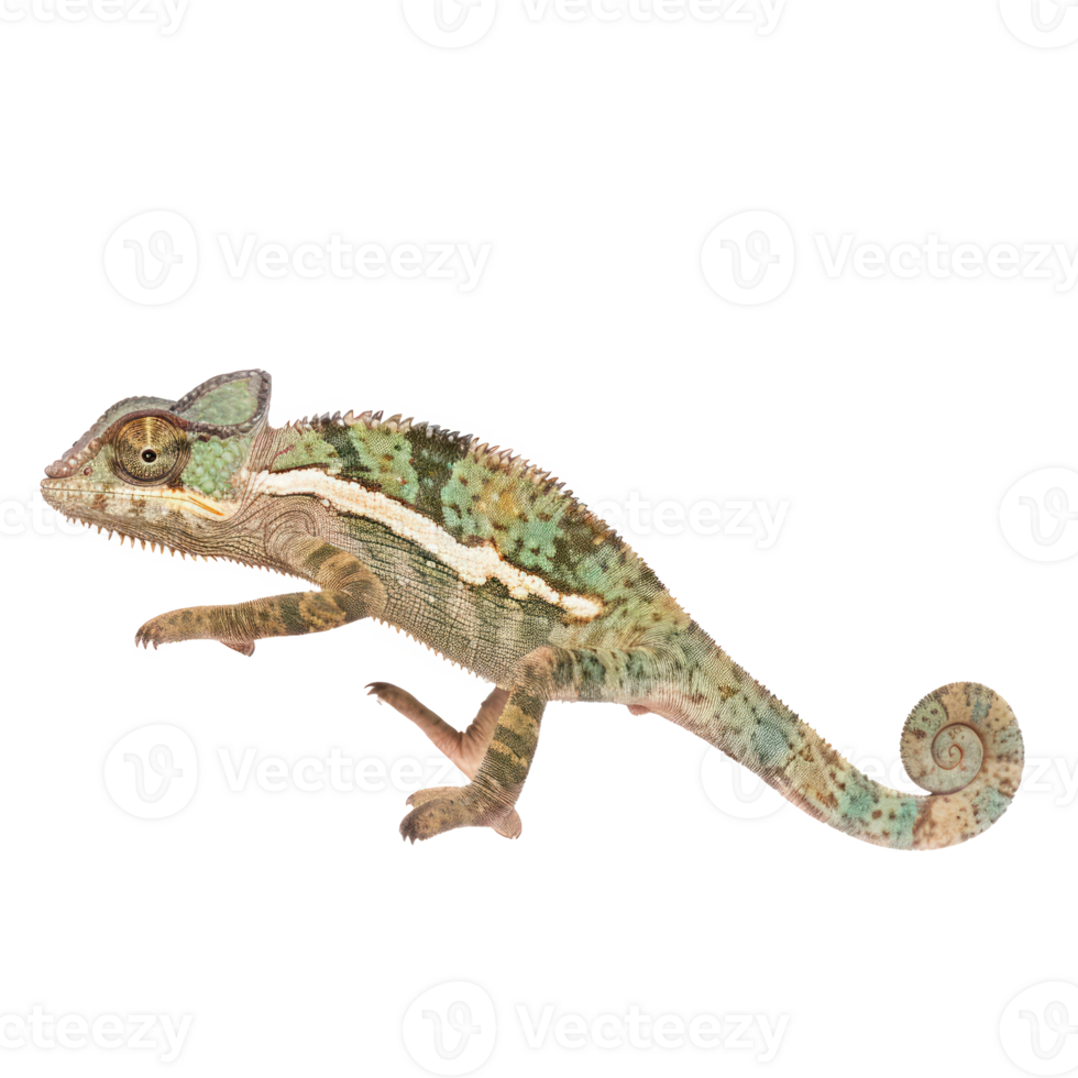Chameleon side view full body isolate on transparency background png