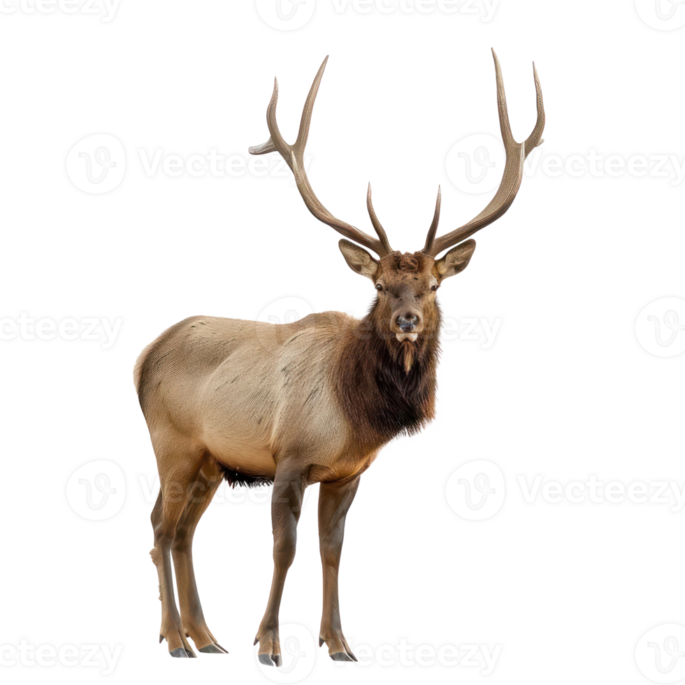 Elk front view full body isolate on transparency background png