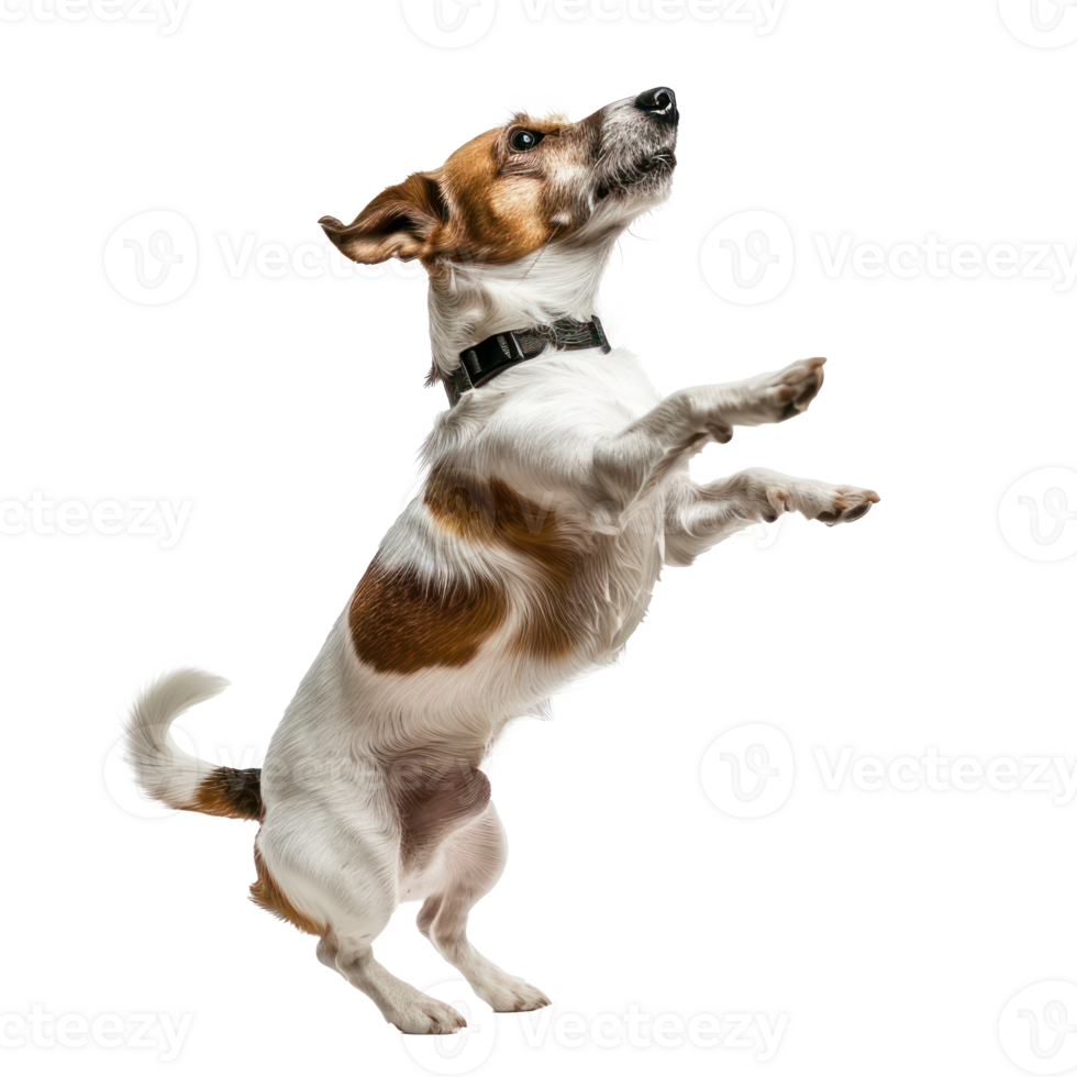 floated dog jumping gesture try to bite something in the air isolate on transparency background png