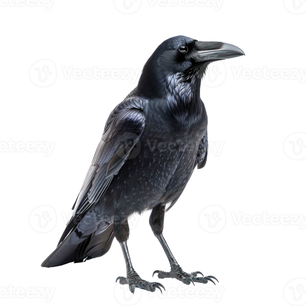 Crow front view full body isolate on transparency background png