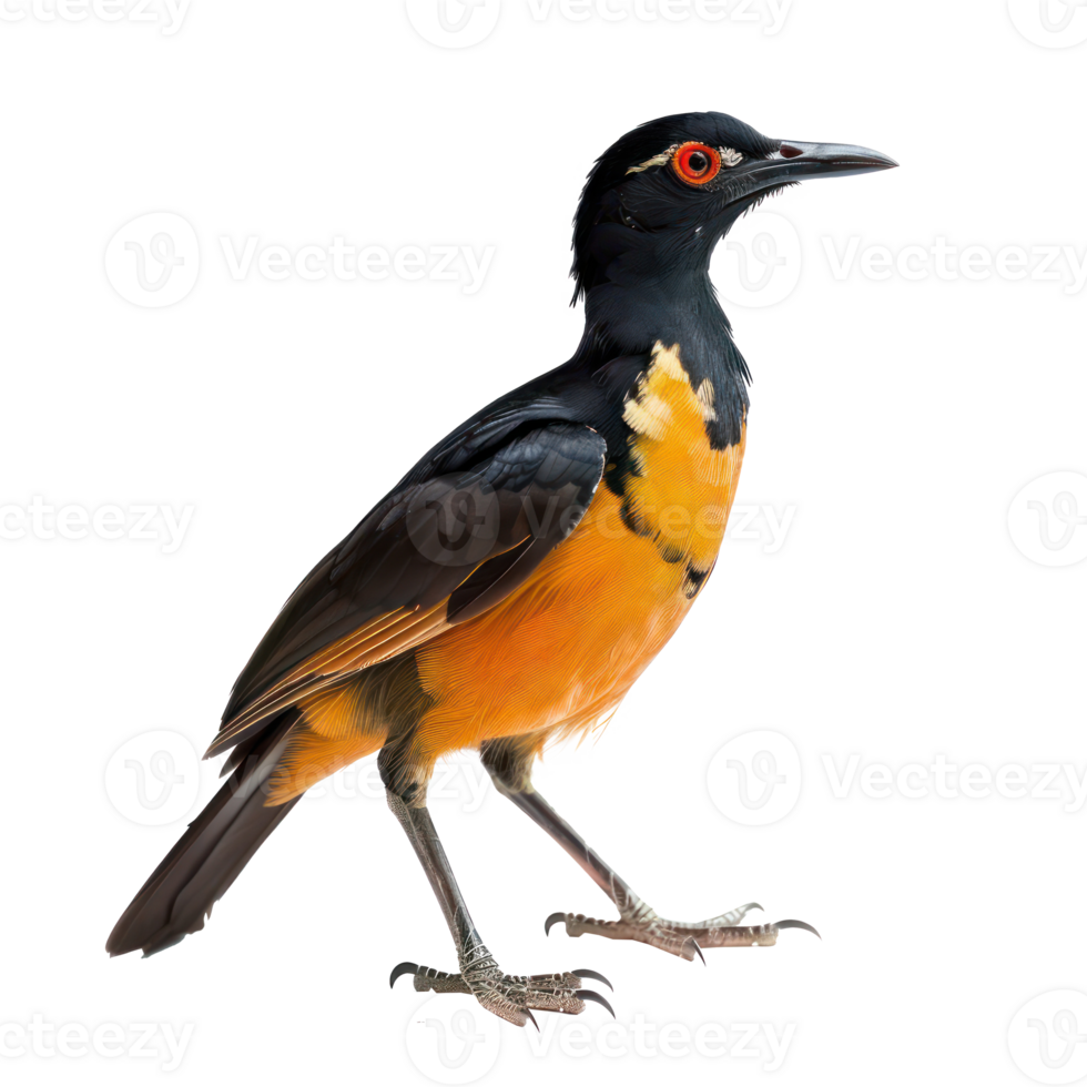 Rail bird side view full body isolate on transparency background png