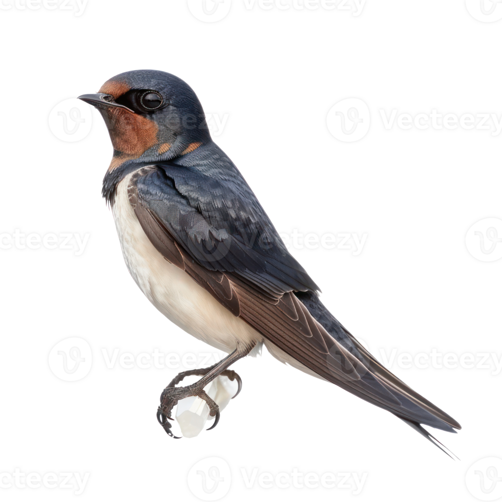 Swallow bird front view full body isolate on transparency background png