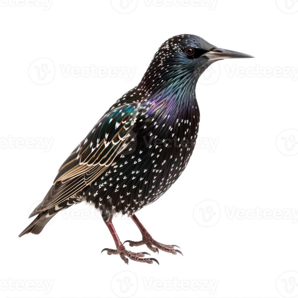 Starling bird front view full body isolate on transparency background png