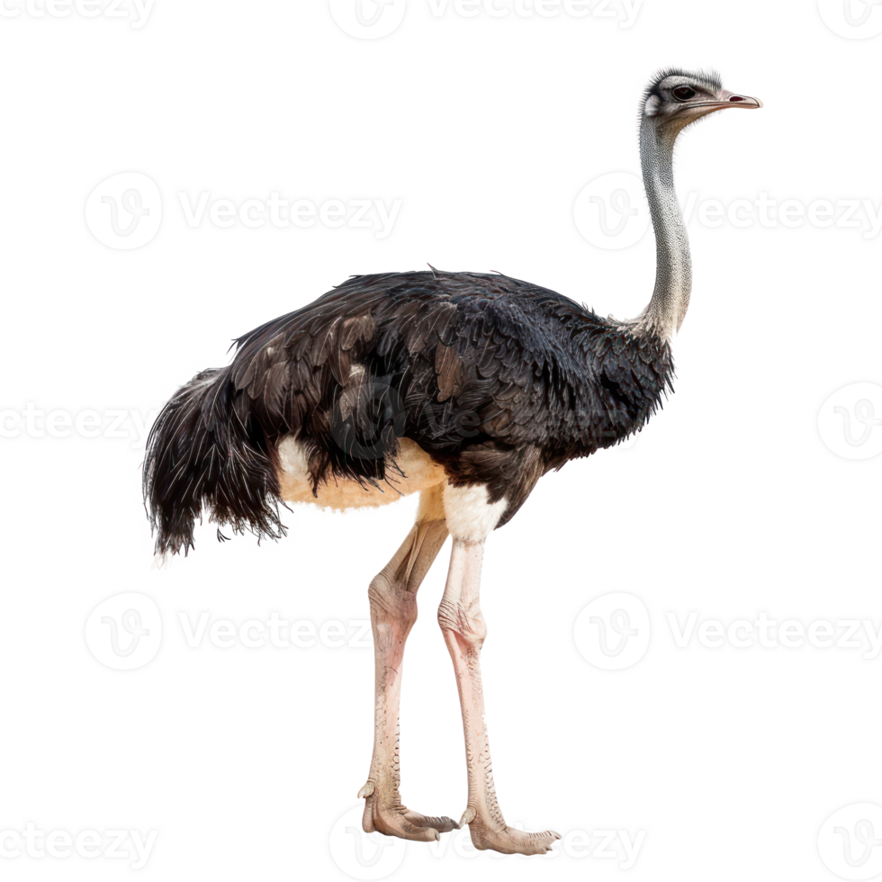 Ostrich side view full body isolate on transparency background png