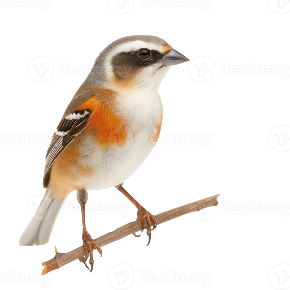 Passerine side view full body isolate on transparency background png