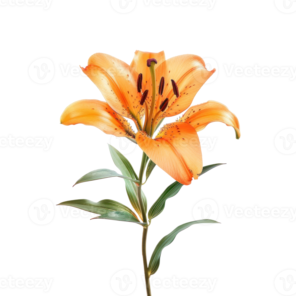 Lily flower front view full length isolate on transparency background png