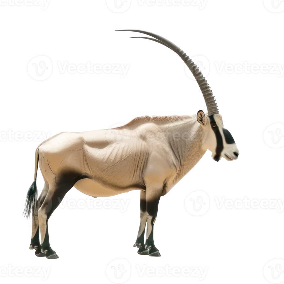 Oryx side view full body isolate on transparency background png
