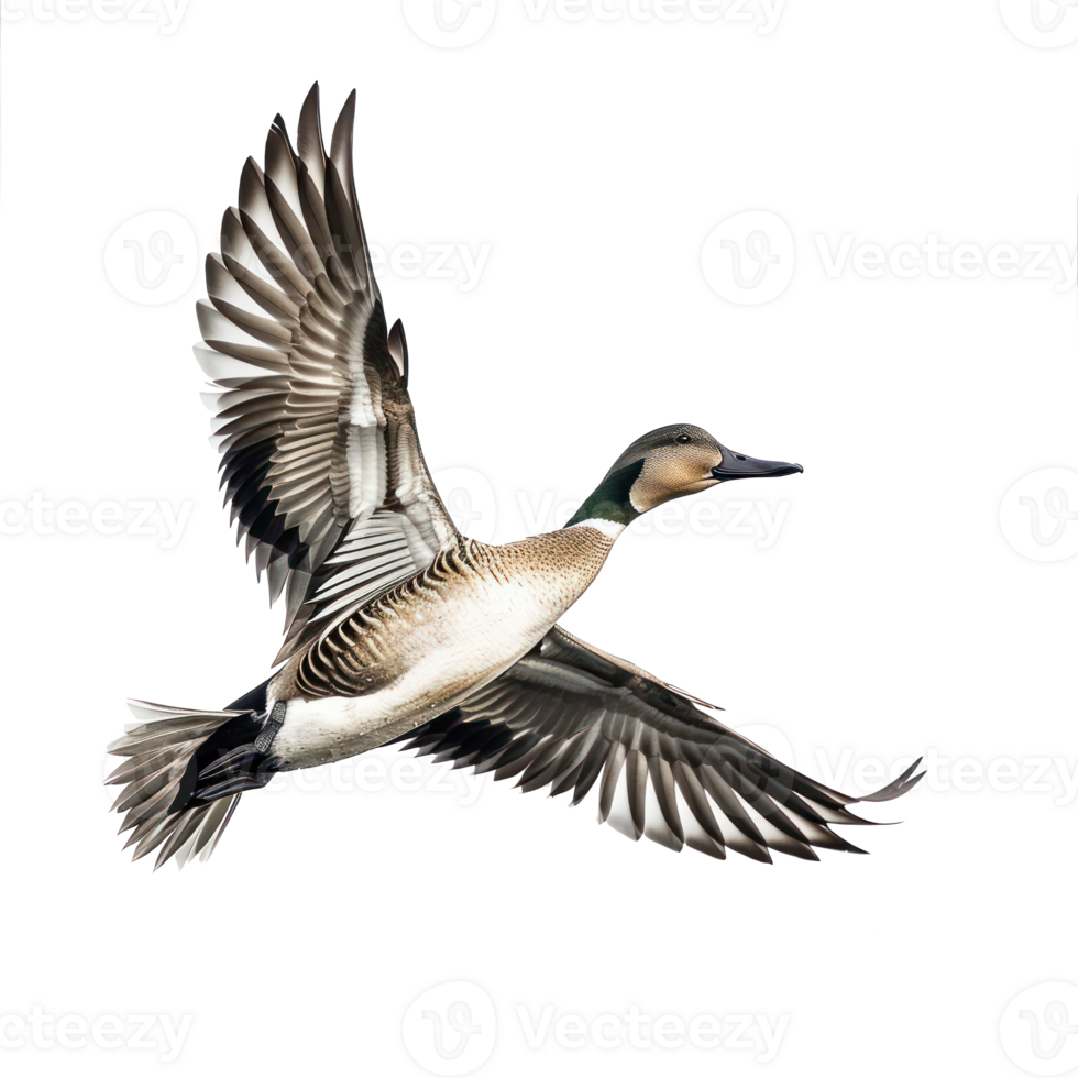Northern pintail bird fly full body isolate on transparency background png