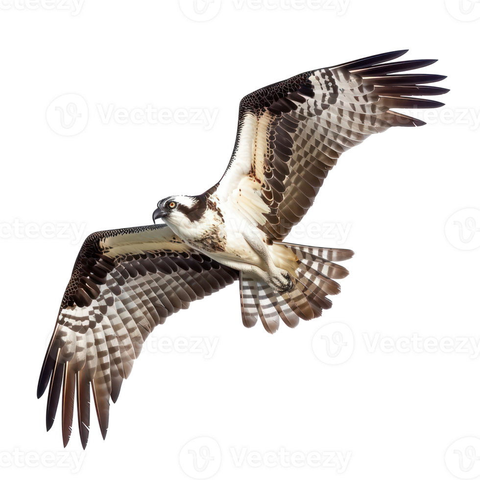 Ospreys bird fly full body isolate on transparency background png