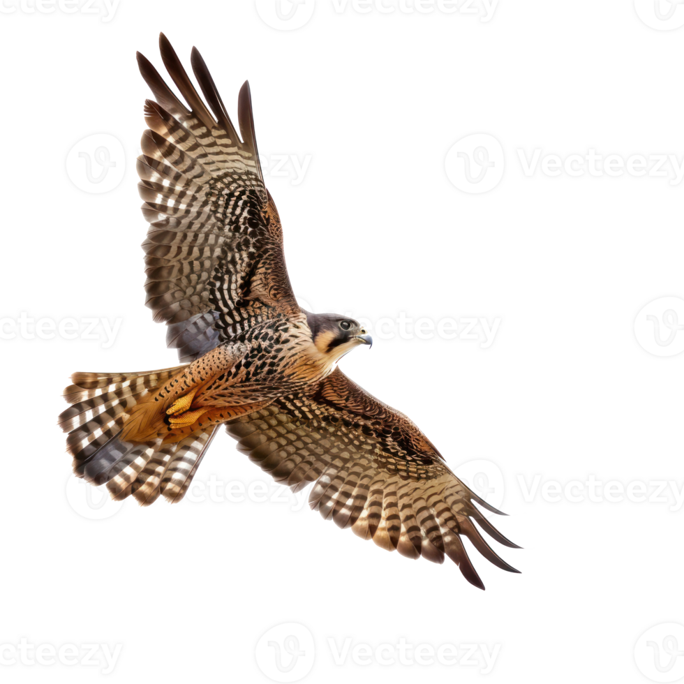 Falcon bird fly full body isolate on transparency background png