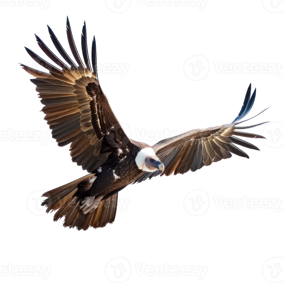 Vulture fly full body isolate on transparency background png