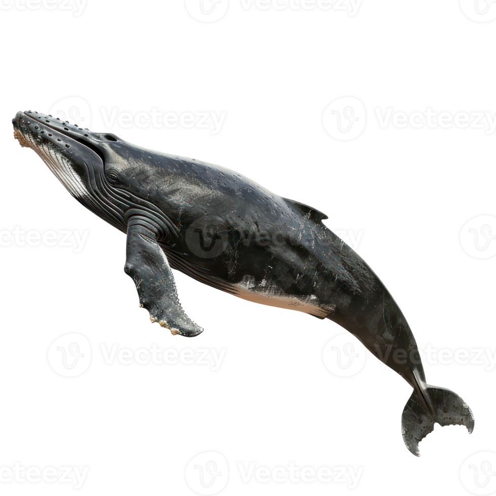 Whale side view full body isolate on transparency background png