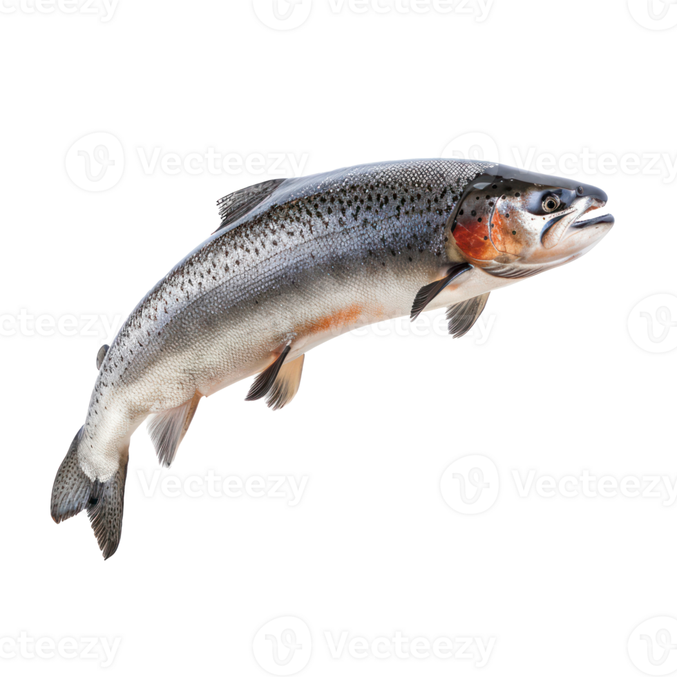 floating raw salmon isolate on transparency background png