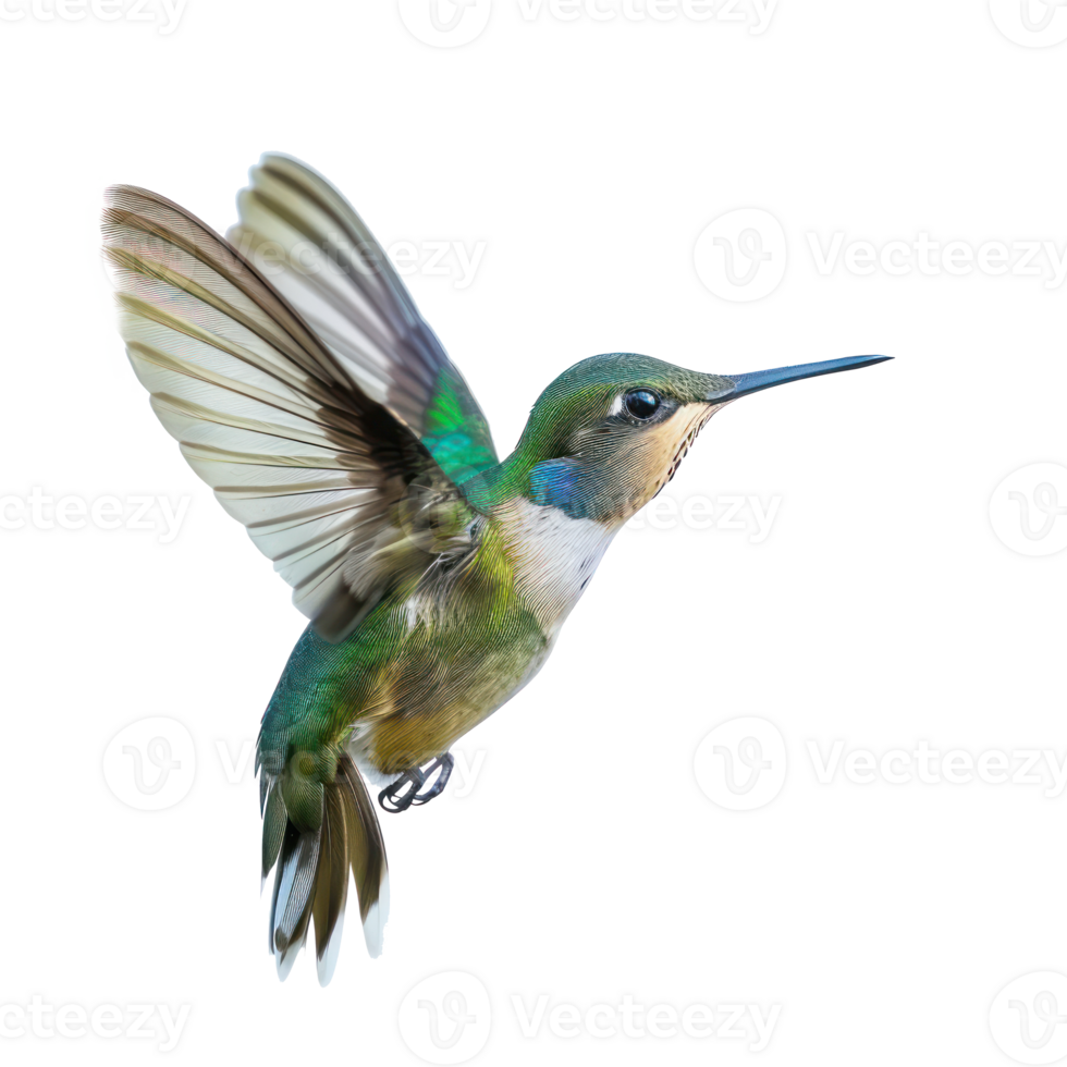 Hummingbird fly full body isolate on transparency background png