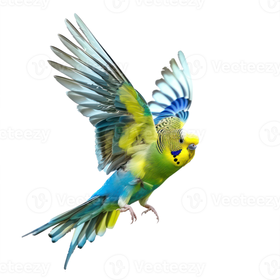 Budgerigar bird fly full body isolate on transparency background png