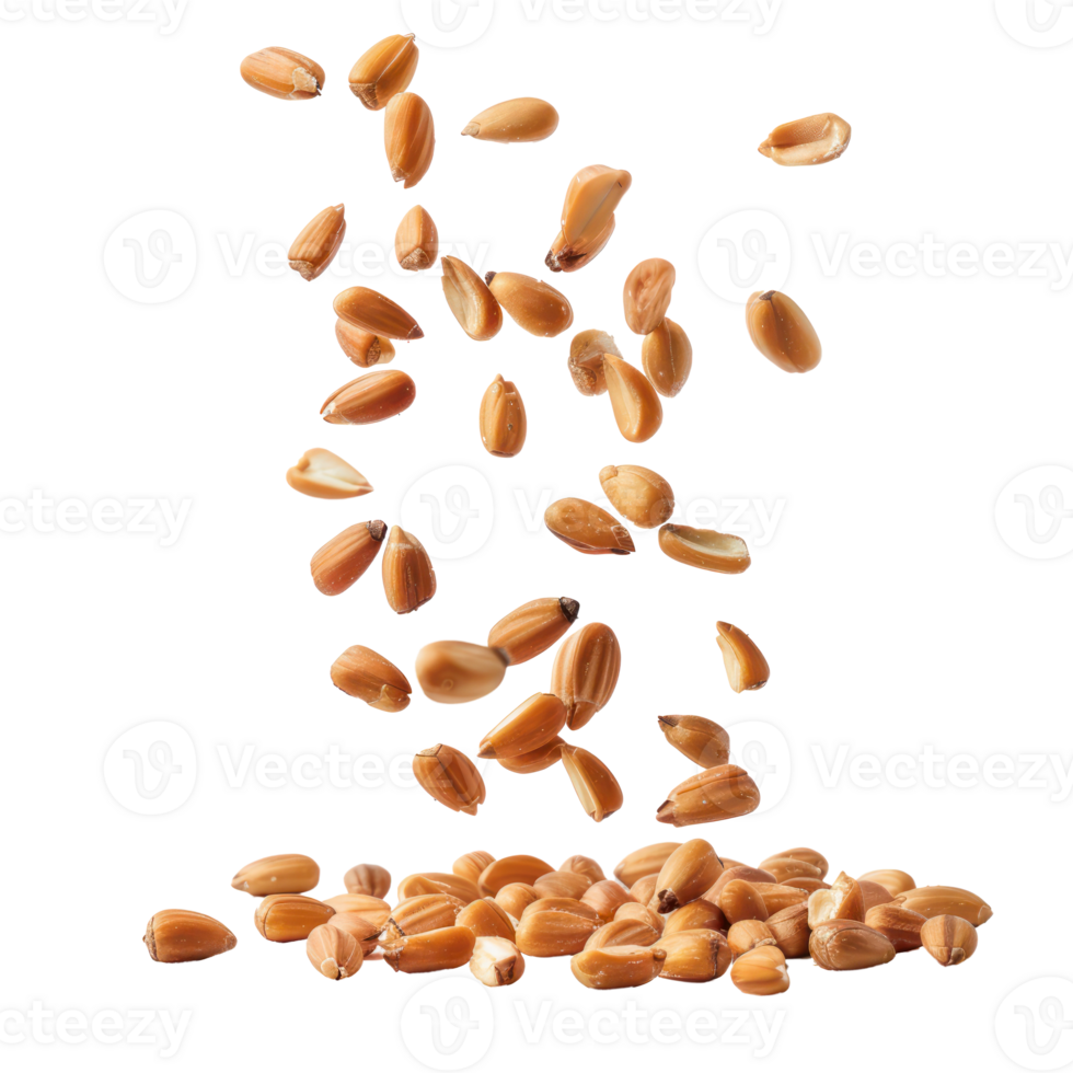 Falling Pine Nuts isolate on transparency background png