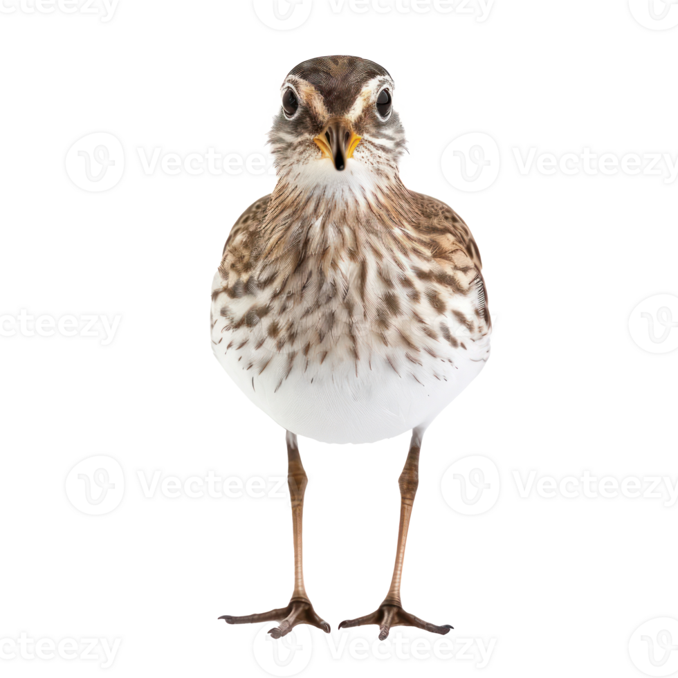 Sandpiper bird front view full body isolate on transparency background png