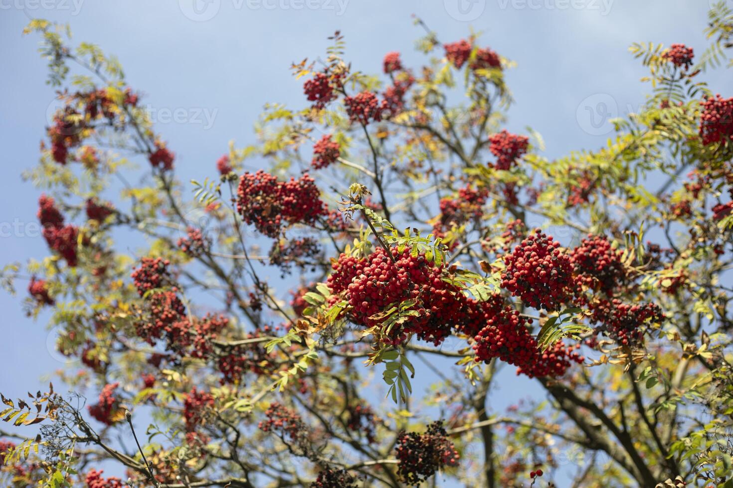 Mountain ash on a branch. Rowan bush. Red berries on a tree. photo