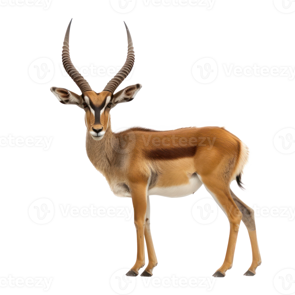 Antelope full body isolate on transparency background png