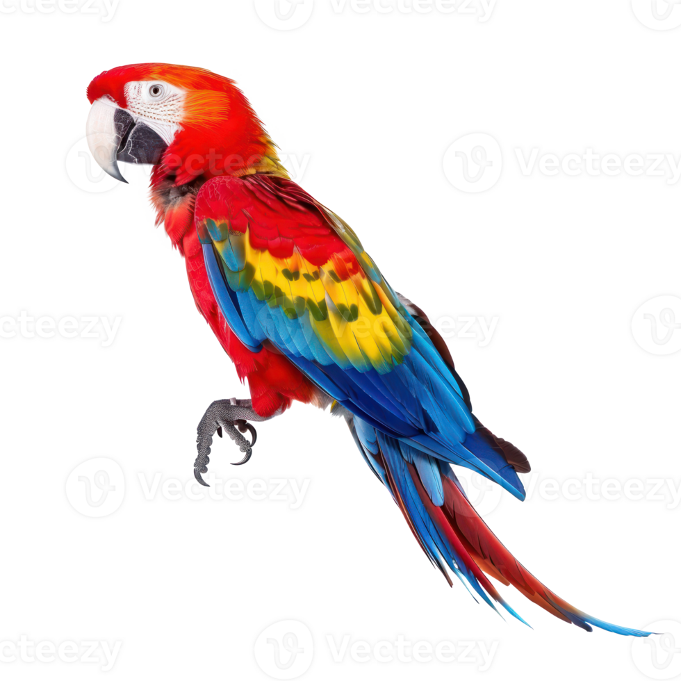 Parrot side view full body isolate on transparency background png