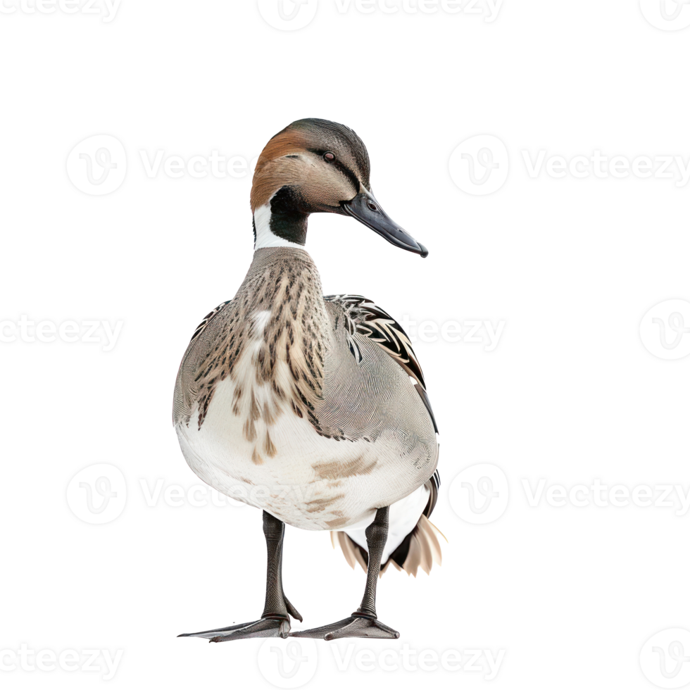 Northern pintail bird front view full body isolate on transparency background png