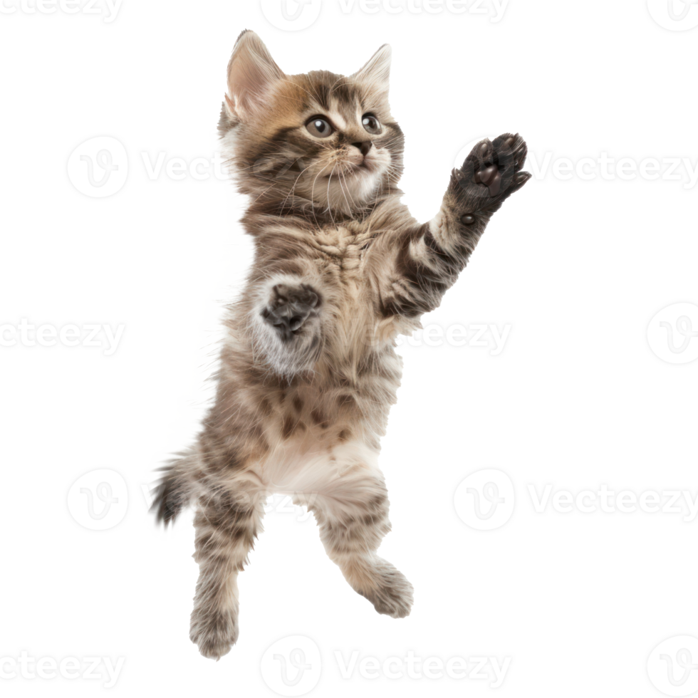 floating full body kitten isolate on transparency background png