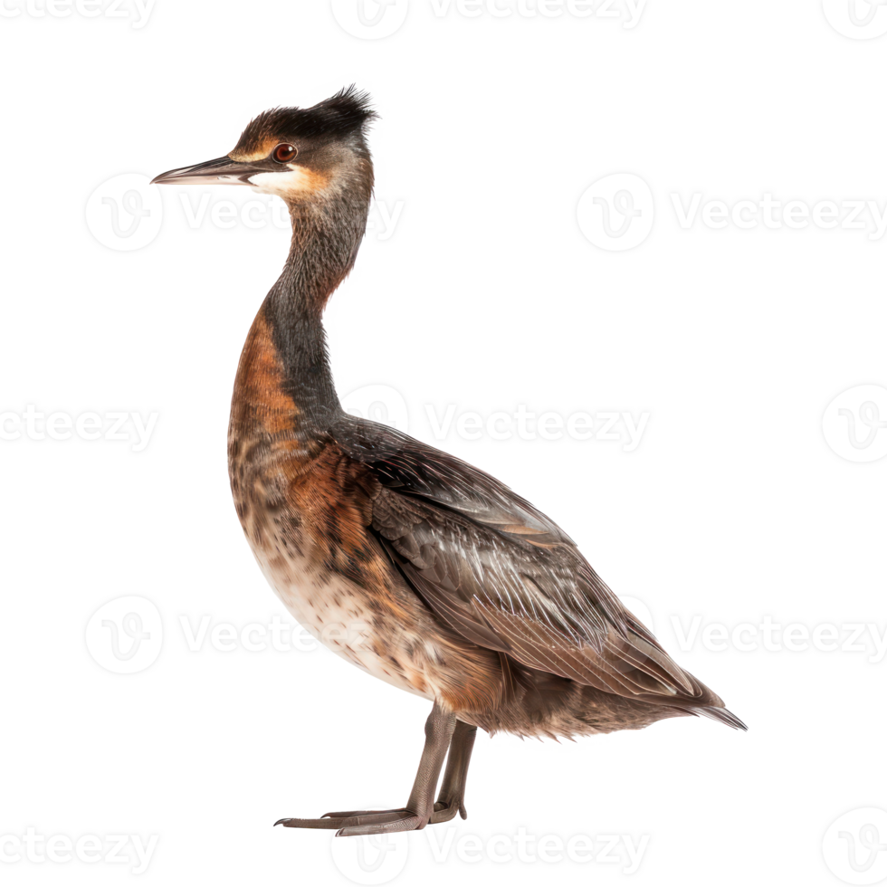 Grebe front view full body isolate on transparency background png